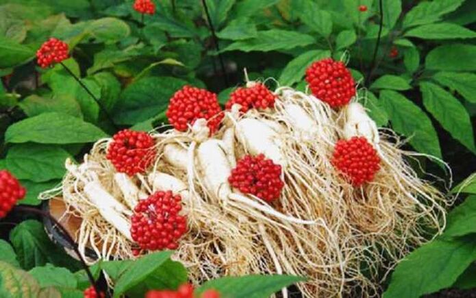 Ginseng root increases male strength, which contributes to the growth of the penis head